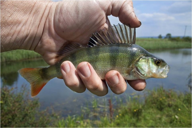 Diversidad de peces.jpg