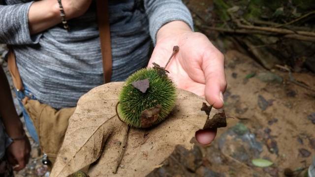  Reconnaissance de la flore 