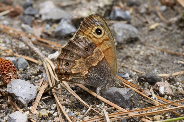  Butterflies in the mountains 