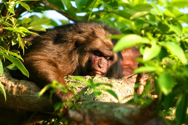  macaque monkey 