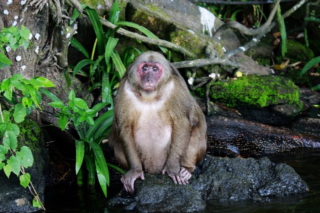  monkey island 