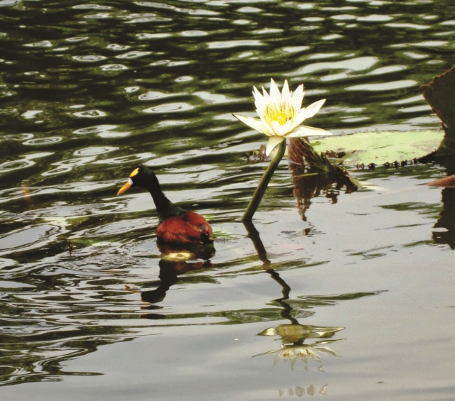  water garden