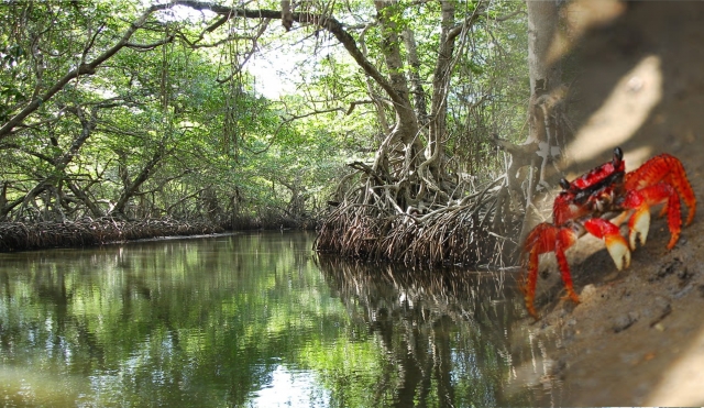 Río de los cangrejos 