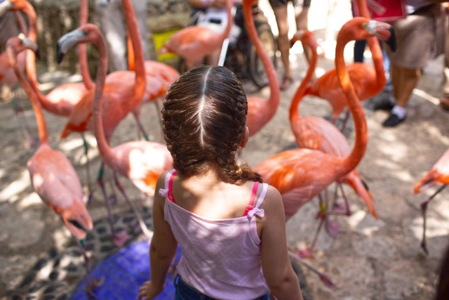  Faire connaissance avec les flamants roses