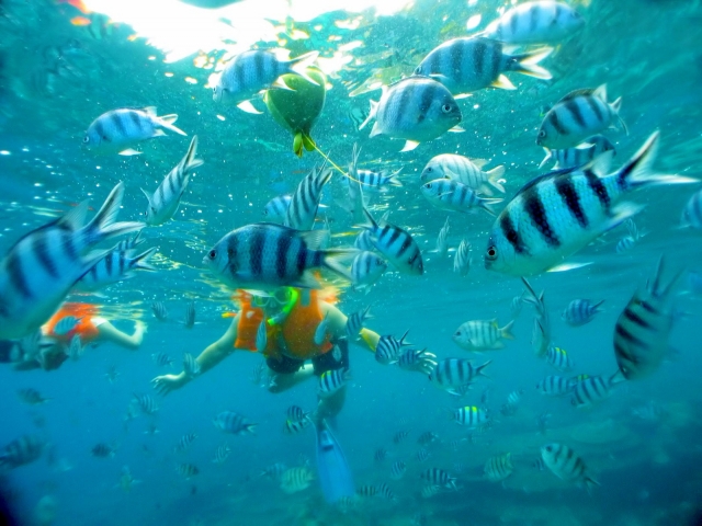 snorkeling en el caribe