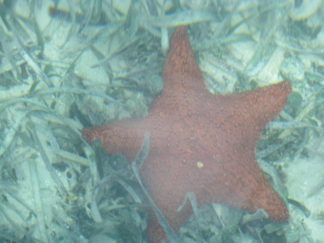 estrellas de mar