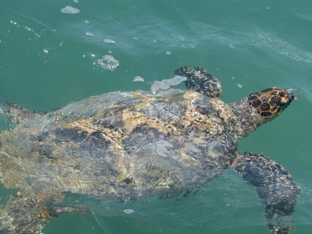 tortugas a sian kaan