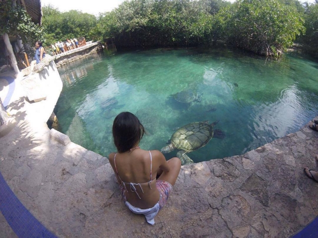  visita às tartarugas 