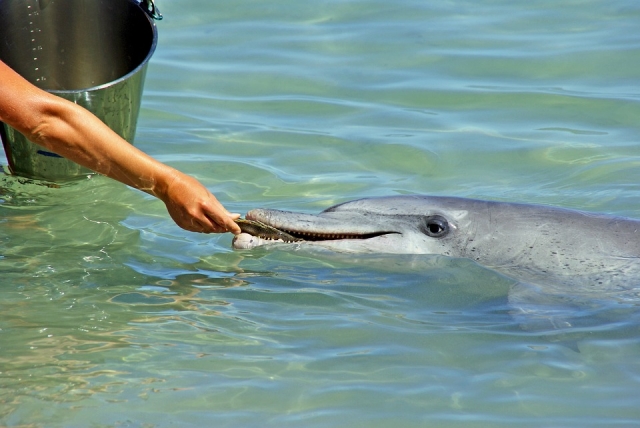 Conhecendo esta bela espécie marinha 