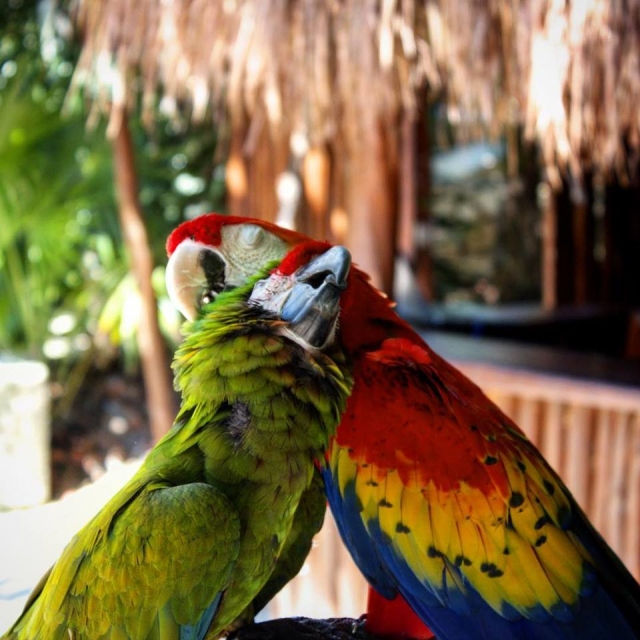 Conheça os pássaros do parque 