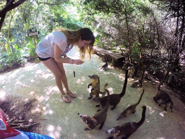 Wildlife of xcaret 