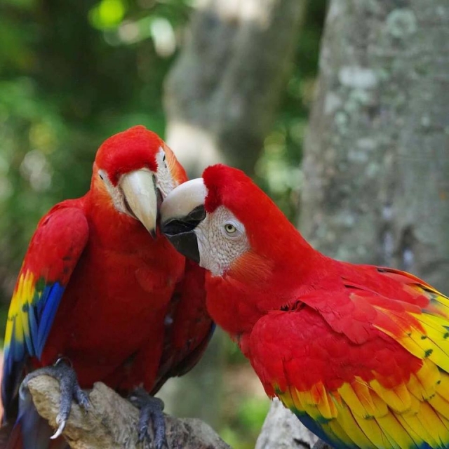Birds of Xcaret 