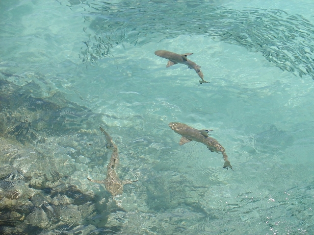  Conheça esta espécie marinha 
