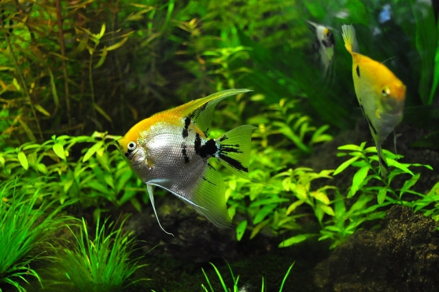 水族馆爱好 
