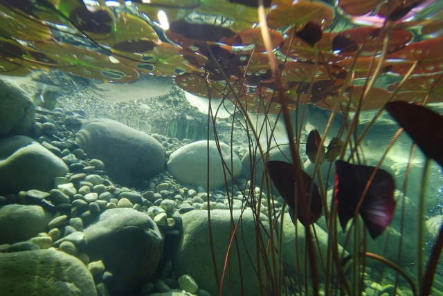  了解水族馆爱好 