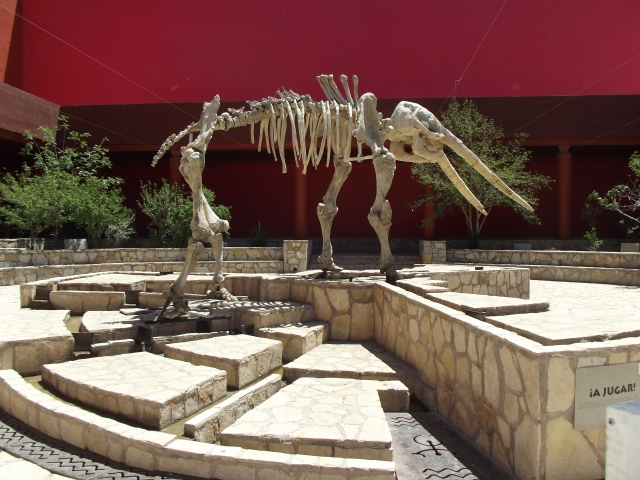  Esqueleto no Museu 