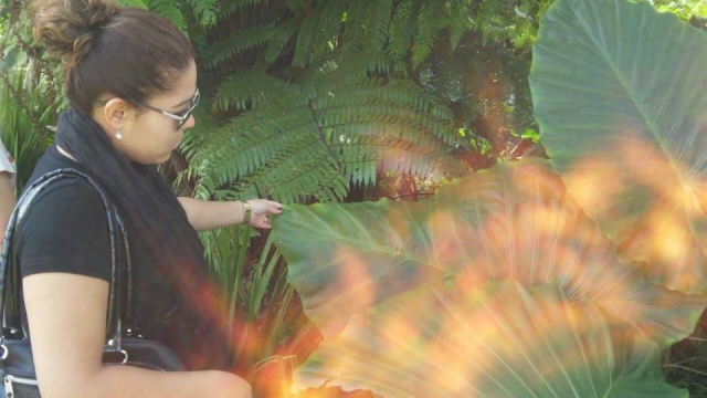 Herbal recognition 