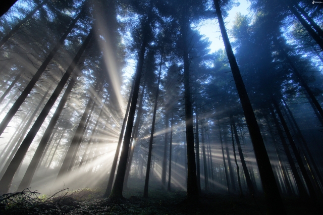  Tour durch den Wald 
