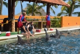 Nade com golfinhos em pedido de casamento em Zihuatanejo