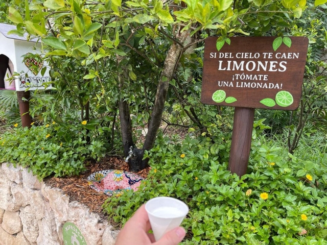  Déguster une limonade 