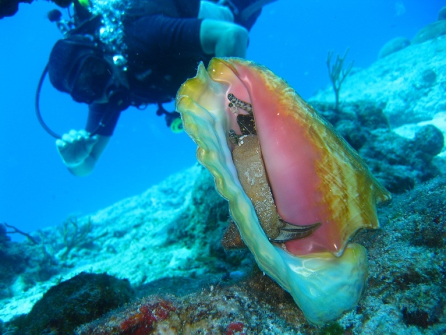  Conosci tutte le specie immergendoti 