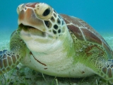 Schnorcheln in der Akumal Bay mit Besuch in Tulum 4 Stunden