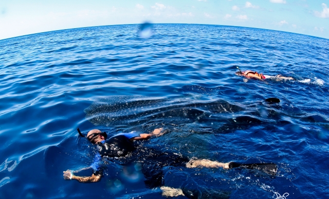  snorkel no recife 