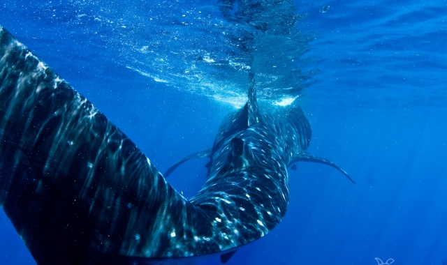  Vá nadar para o Tiburon Ballena