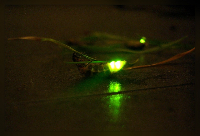  Discover the light of the noctiluca 