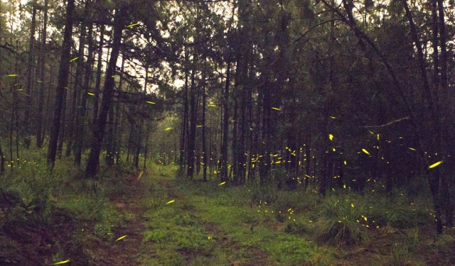  Look at the firefly 