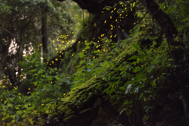  Sentier lumineux 