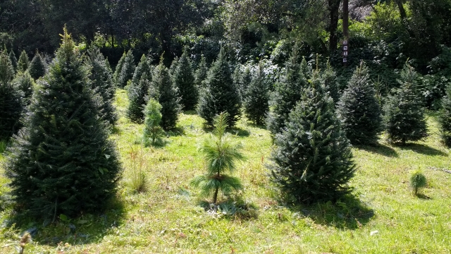 Christmas trees 
