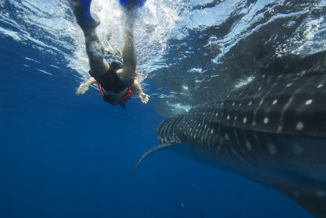 tiburon ballena