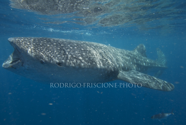 tiburon ballena