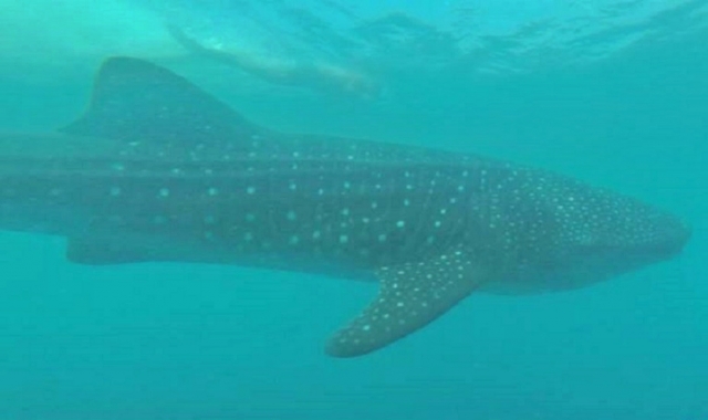 Admirez le requin baleine 