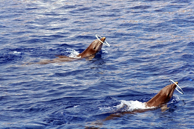  vtr deux dauphins avec anneaux 