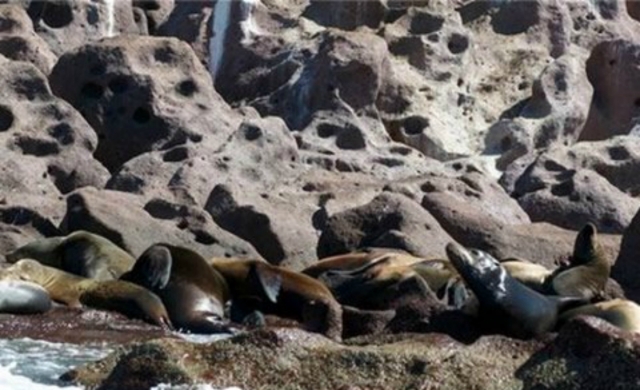  Lions de mer dans leur habitat 