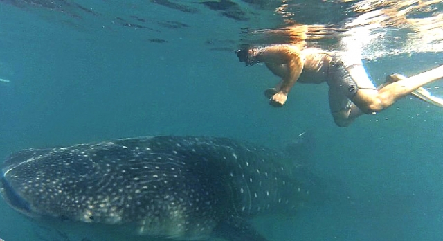 Whale shark 