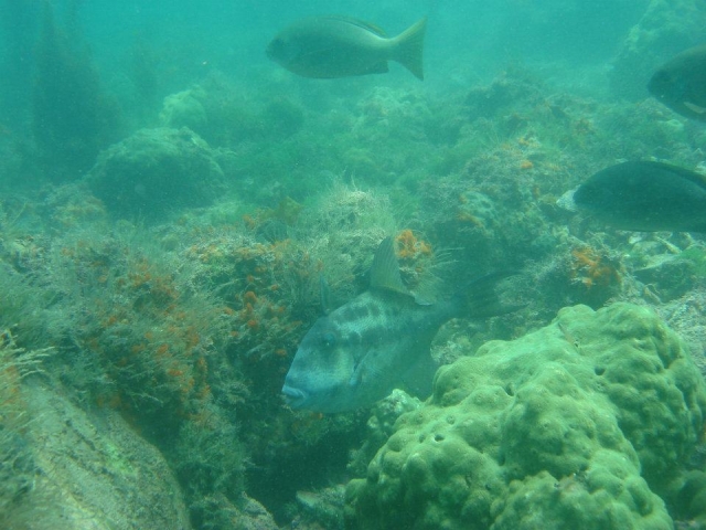 buceo en puerto penasco