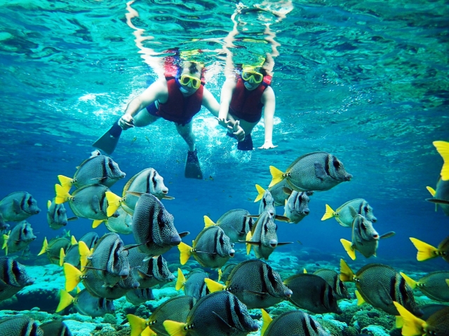 die Fische beobachten 