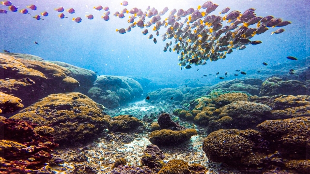 Vida submarina
