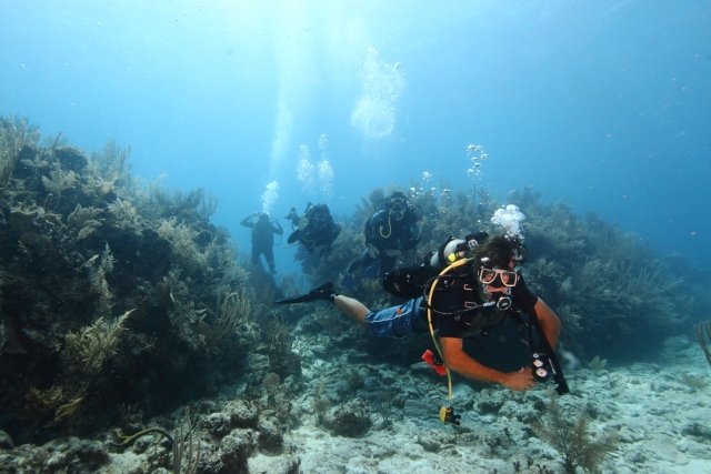  plonger parmi les fonds marins 