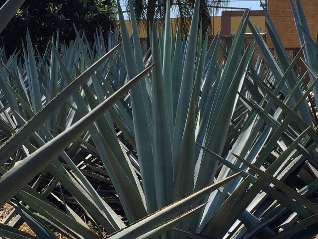  Paysage d'agaves 
