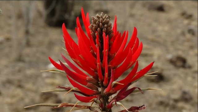  Flora della zona. 