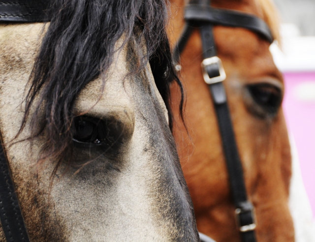 Horses.jpg 