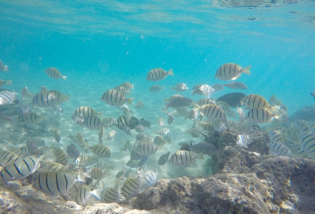  school of fish 