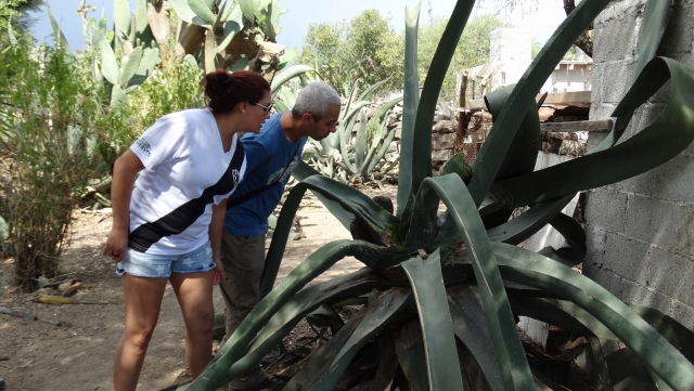 observando el maguey