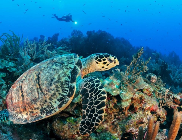  rencontrer les tortues 