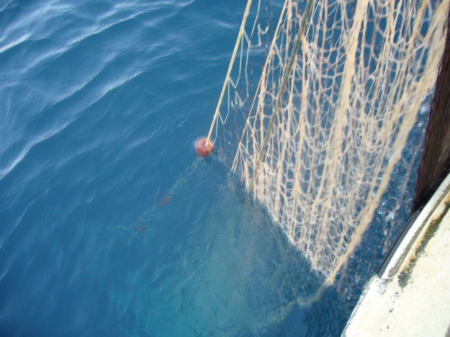  throwing the nets 