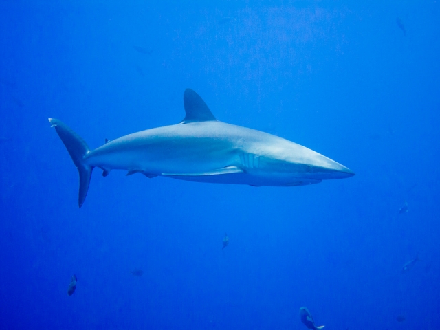 Shark in Veracruz 